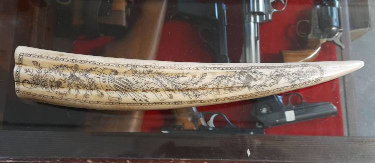 Scrimshaw. Corno inciso e dipinto. Arte Marinara. Sec. XX.