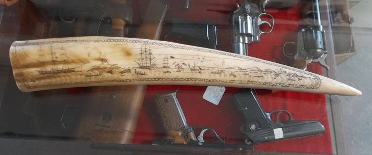 Scrimshaw. Corno inciso e dipinto. Arte Marinara. Sec. XX.